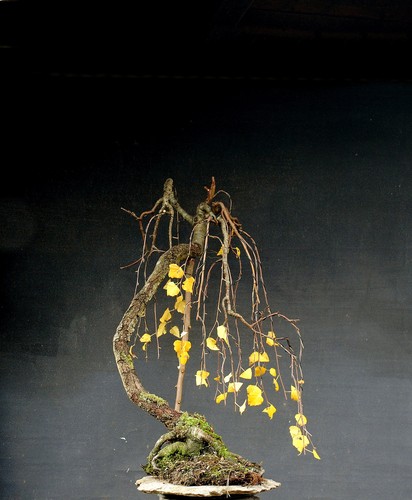 Bonsai outdoor winterhart