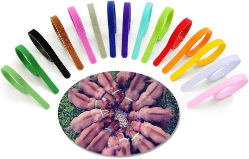 Welpenhalsband verstellbar - , 15