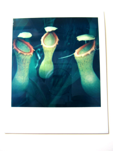 Araki original polaroid - araki:,