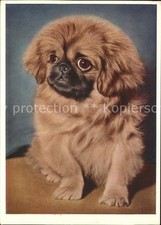 Hunde Pekinese