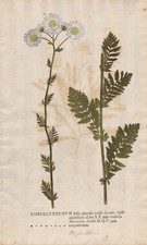 mums Chrysanthemen flowers