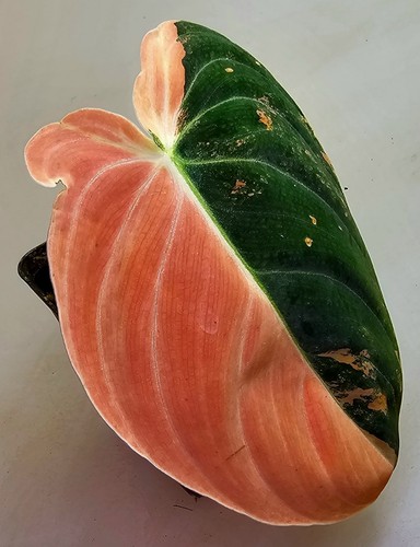 Philodendron melanochrysum - philodendron,