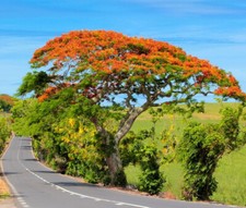 Flammenbaum (Delonix regia) Flammboyant