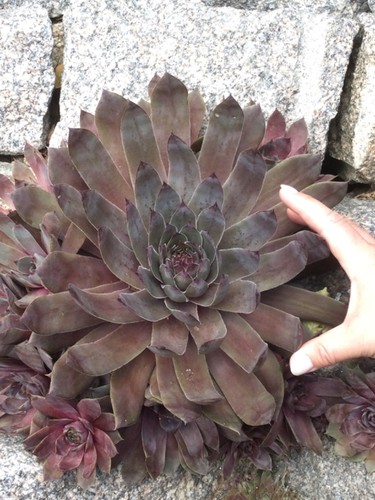 Hauswurz sempervivum besonders - hauswurz,