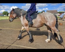 Kaltblutsattel Goliath von