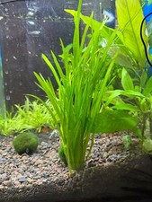 Vallisneria spiralis - vallisneria,