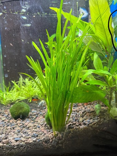 Vallisneria spiralis - vallisneria,