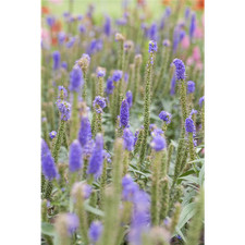 Veronica longifolia -