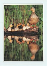 1 AK Stockente mit Küken Ente Wasservogel Vogel USA 1 - NEU !!! *