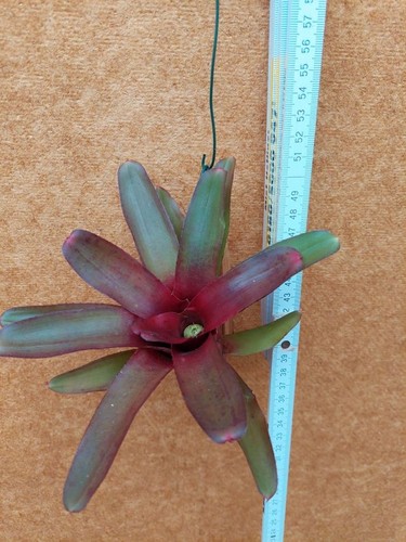 Neoregelia astra - neoregelia,