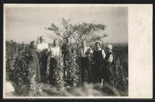 Foto-AK Bauern bei der Weinlese 1903 