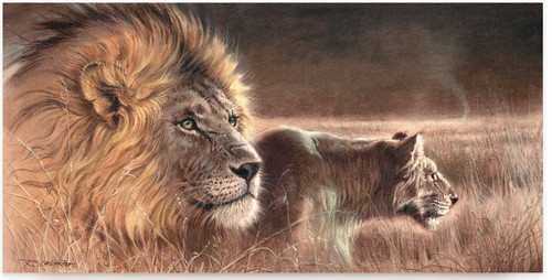 Lions profil renato casaro - lions,