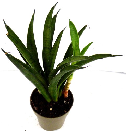 Sansevieria bogenhanf - sansevieria,