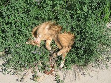 2000 samen nepeta cataria - samen,