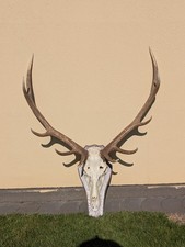 Hirschhorn Abwurfstangen Geweihstangen Hirschgeweih Horndekoration