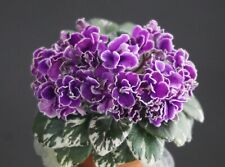 Hector 2 Blätter/2 leaves