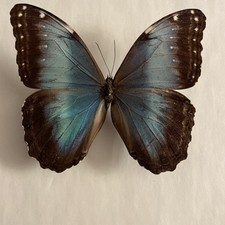 Entomologie*Morpho helenor