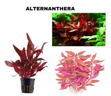 Alternanthera Reineckii Aquarium-Pflanze im Topf groß, bunt, Rosa +3 MK 1-2 cm