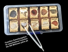Tolle Fossilien
