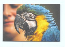 1 AK Gelbbrustara Ara Papagei