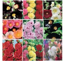 Saatgut 10-150 Samen