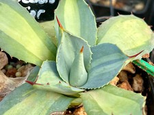 Agave Parryi Huachucensis var