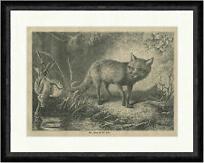 Der Fuchs vor der Falle Lockvogel Reinecke Jagd Ufer Beckmann  Faksimile_E 23635
