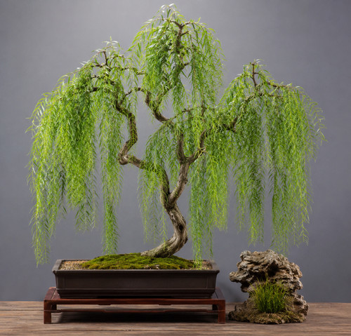 800068 bonsai no1 salix - 800068,