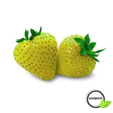ERDBEERE GELBES WUNDER SAMEN
