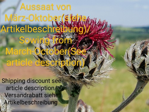 Rote flockenblume centaurea - flockenblume,,