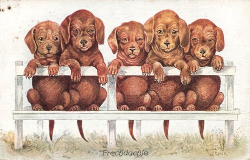 898234 tiere hunde ak - hunde,,