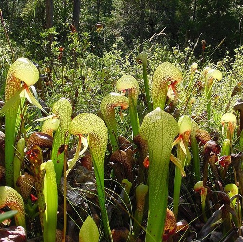 Cobra lily darlingtonia - cobra,