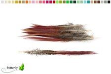 10 Fasanenfedern Sprössl
