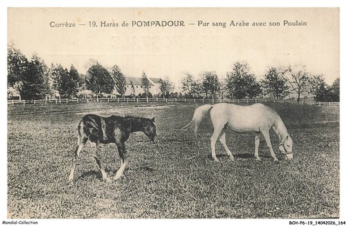 Bchp6 0611 haras de - haras,