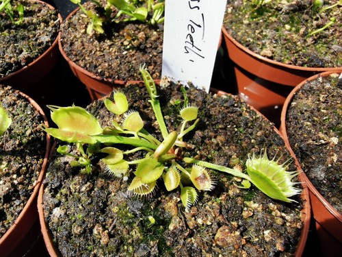 Dionaea muscipula cross - dionaea, 'cross