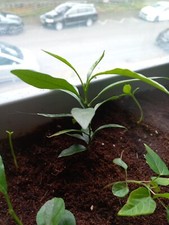  Kumquat und Papayapflanze 