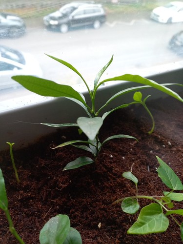 Kumquat und feigenbaum morena - ,