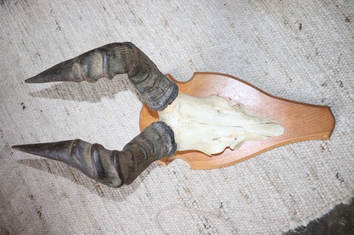 Kuhantilope antilope - kuhantilope,