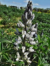 weisse Süßlupine Samen, Lupinus albus, vegane Küche, z.B. Lupinenmilch, BIO