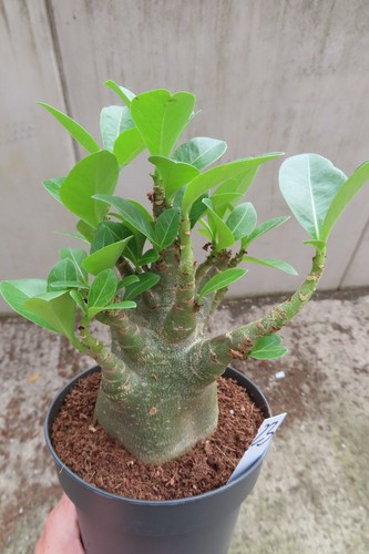 Adenium obesum wüstenrose - obesum,