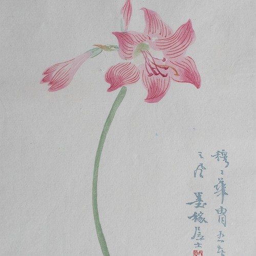 Amaryllis blume - amaryllis,