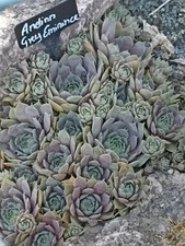 2x Kindel Sempervivum * Andinn