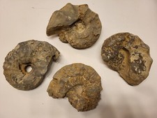 Ammoniten Konvolut 5 kg / 4