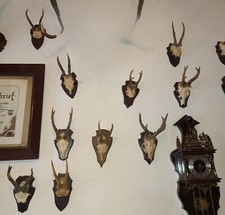 kleine Geweihe Zuverkaufen