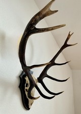 Hirschgeweih 12-Ender Abwurfstangen auf Echtschädel Jagdtrophäe Geweih  Deko