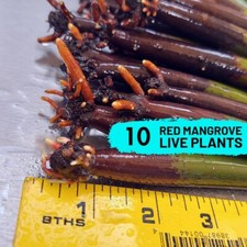 Red Mangrove Tree 10 Live