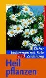 Heilpflanzen sicher bestimmen - heilpflanzen:,