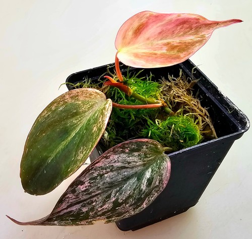 Sehr schöne philodendron - sehr,