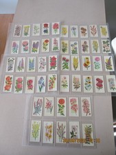 Carreras Schwarze Katze Blumen