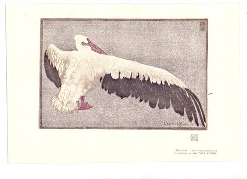1911 walter klemm enten - enten, +